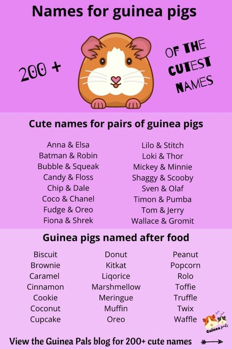 Guinea Pig Names Male, Guinea Pig Names Girl, Guinea Pig Care Chart, Cute Guinea Pig Cage Ideas, Guinea Pig Names, Guinea Pig Food List, Guinea Pig Cage Ideas, Pig Names, Guinea Pig Breeds