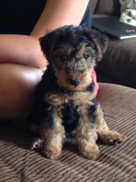 Lily at 2 months old. Welsh Terrier or teddy bear? Welch Terrier, Airedale Puppy, Stop Puppy Biting, Airedale Dogs, Airedale Terriers, Lakeland Terrier, 2 Months Old, Puppy Biting, Welsh Terrier