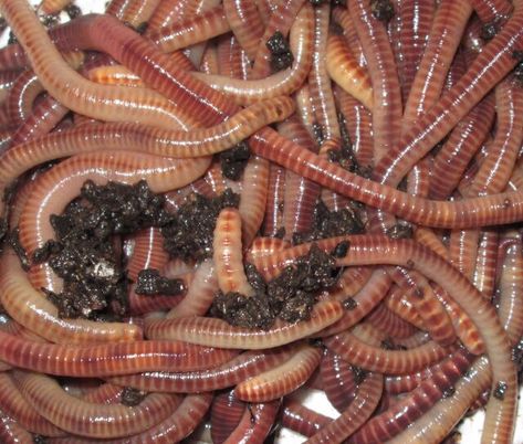 Red Wigglers, Red Worms, Cool Bugs, Under Your Spell, Dreamcore Weirdcore, Live Healthy, Creepy Crawlies, Composting, Love Bugs