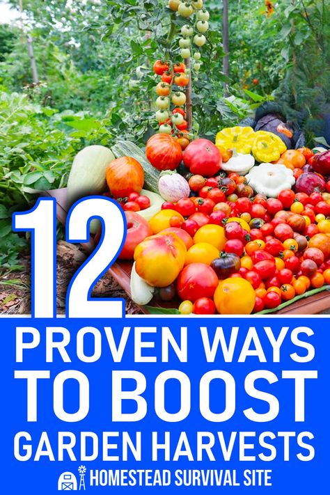 12 Proven Ways to Boost Garden Harvests Garden Redesign, Transplanting Plants, Growing Radishes, Plan A Garden, Autumn Core, Fruit Growing, Garden Hacks Diy, Growing Carrots, Vegetable Harvest