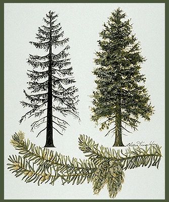 Image result for fine line douglas fir tattoo Pseudotsuga Menziesii, Douglas Fir Tree, Oregon Pictures, Jack Pine, Tree Illustration, Big Tree, Fir Tree, Tree Silhouette, Tree Drawing