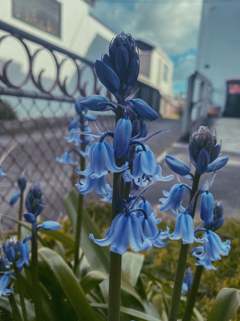 Blue Bell Aesthetic, Blue Bell Flowers Aesthetic, Bellflowers Aesthetic, Bluebell Flower Aesthetic, Bluebells Aesthetic, Blue Bells Flowers, Bluebell Wallpaper, Bluebell Bouquet, Bluebells Flower