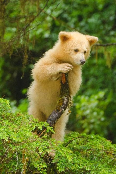 Kermode Bear (Ursus americanus kermodei) / Ours noir kermode / Image by iantmcallister (Ian McAllister) from instagram Kermode Bear, Bear Cub, Love Bear, Bear Cubs, From Instagram, Reptiles, Animals Beautiful, Matrix, Bears