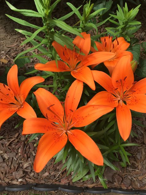 Orange day lily...late Spring 2018 Orange Day Lily, Jungle Mural, Day Lily, Shocked Face, Flower Watch, Late Spring, Picture Search, Growing Flowers, Lily Flower