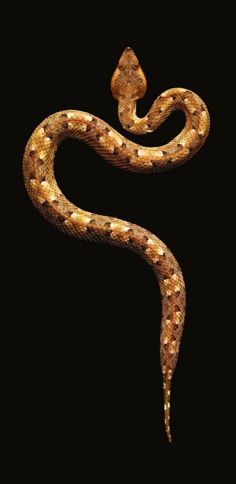 Malayan pit viper (Calloselasma rhodostoma), which is endemic to Southeast Asia from Thailand to northern Malaysia and on the island of Java, is a monotypic genus created for a venomous pitviper species. Snake Top View, Ap Drawing, Super Snake, Pit Viper, Snake Charmer, Snake Venom, Beetle Bug, Snake Design, Freshwater Fish