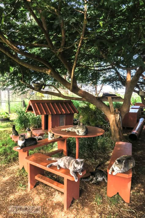 The large shade trees and out buildings of the Lanai Cat Sanctuary in Hawaii, home of 800 cats. Cat Sanctuary Ideas, Animal Sanctuary Ideas, Cat Daycare, Cat Park, Cats Home, Pfp Cat, Cat Standing, Cat Patio, Cat Tree House