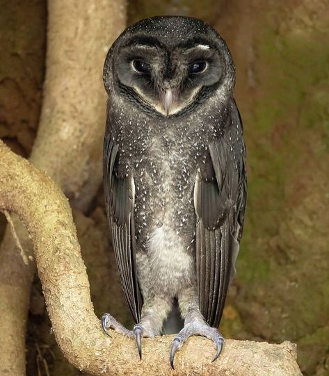 Greater Sooty Owl, Australian Owls, Sooty Owl, Owl Photography, Angel Babies, Owl Collection, Owl Photos, Australian Wildlife, Owl Pictures