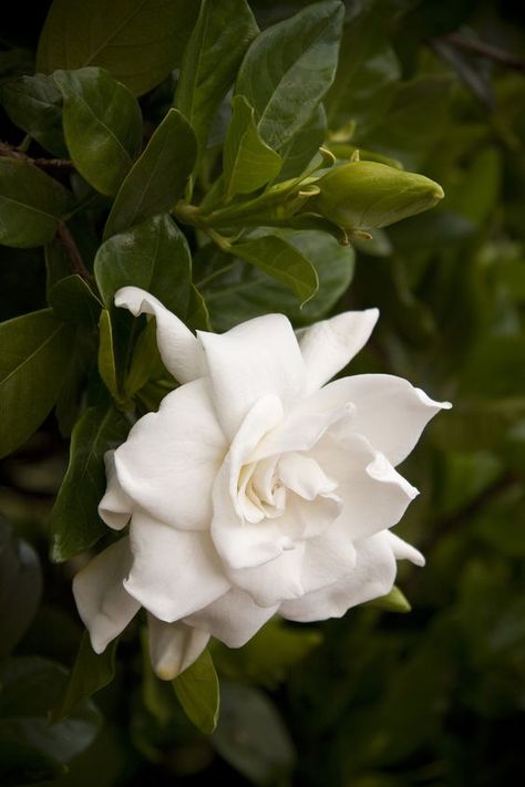 gardenia Jasmine Flower Tattoo, Jasmine Garden, Gardenia Bush, Gardenia Jasminoides, Plant Classification, African Botanics, White Gardenia, Chinese Evergreen, Jasmine Flower