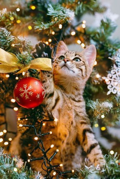 Whether you're just putting up your tree or counting down the hours until Santa's big arrival, here are the important safety measures to keep in mind for your cats and dogs this holiday season. #christmasdecor #christmastree #holidaydecor #pets #southernliving Christmas Cat Memes, Christmas Pet Photos, Opening Christmas Presents, Matching Christmas Pfp Friends, Grumpy Cat Christmas, Gatto Carino, Dramatic Fashion, Cat Christmas Tree, Christmas Kitten