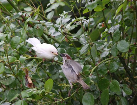 albino sparrow Melanistic Animals, Amazing Animal Pictures, Albino Animals, Monkey Stuffed Animal, Black Animals, Animal Sketches, Amazing Animals, Cool Pets, Animal Quotes