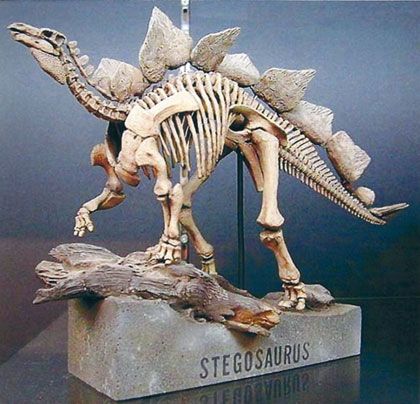 click to enlarge... Stegosaurus Skeleton, Dinosaur Skeletons, Dinosaur Dig, Dinosaur Tattoos, Skeleton Model, Prehistoric Wildlife, Animal Skeletons, Skeleton Decorations, Dinosaur Skeleton