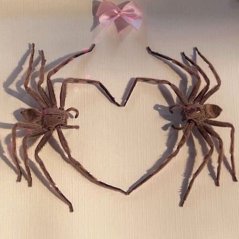 Pet Spider, Cool Bugs, Beautiful Bugs, Creepy Crawlies, Arthropods, Pretty Animals, Animal Species, Arachnids, Silly Animals