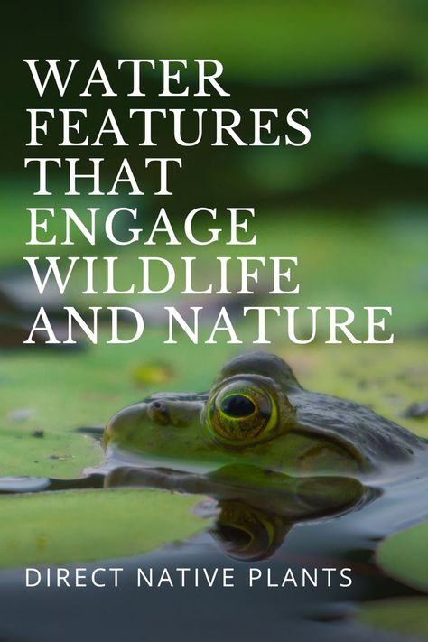 In order to attract wildlife to your garden, their basic needs must be met – food, shelter, and water. If you have a pond or water feature, or even just a daily-filled bird bath, you are sustaining the needs of many creatures. Wildlife Garden, Basic Needs, Wildlife Gardening, A Pond, Running Water, Water Feature, Amphibians, Native Plants, Water Features