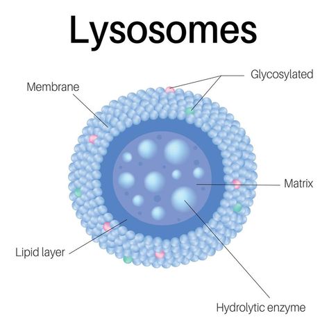 Lysosomes are membrane-enclosed organelles. Lysosomes in cell. Lysosomes Structure, Cell Biology Notes, Plant Cell Model, Biochemistry Notes, Plant And Animal Cells, Cell Organelles, Biology Worksheet, How The Universe Works, Plasma Membrane