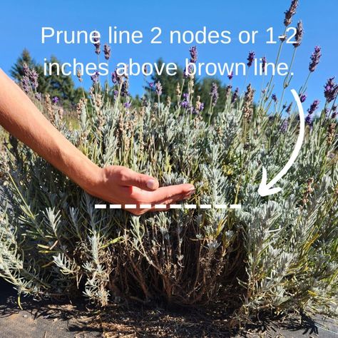 Prune your lavender before winter sets in. Here’s how… | Olfactory Warehouse Pruning Lavender Plants, Lavender Pruning Tips, Plant Lavender Outdoors, Pruning Lavender In Fall, Russian Sage And Lavender, When To Trim Lavender Plants, Spanish Lavender Plant Care, Lavender Pruning, Transplant Lavender Plants