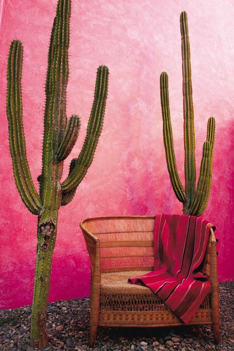 Mexican Garden, Mexican Home, Mexican Decor, Cactus Garden, Pink Wall, Glass Garden, Southwest Style, Mexican Style, Cactus And Succulents