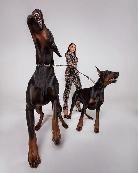 Woman And Doberman Aesthetic, Editorial Dog Photoshoot, Puppies Photoshoot Ideas, Photoshoots With Dogs, Photoshoot With Doberman, Photoshoot With Small Dog, Photography Poses With Dogs, Doberman Photoshoot, Pose With Dog