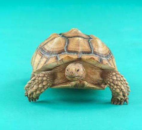 Russian Tortoise Diet, Tortoise Food, Tortoise Enclosure, Russian Tortoise, Tortoise Care, Tortoise Habitat, Baby Tortoise, Desert Tortoise, Sulcata Tortoise