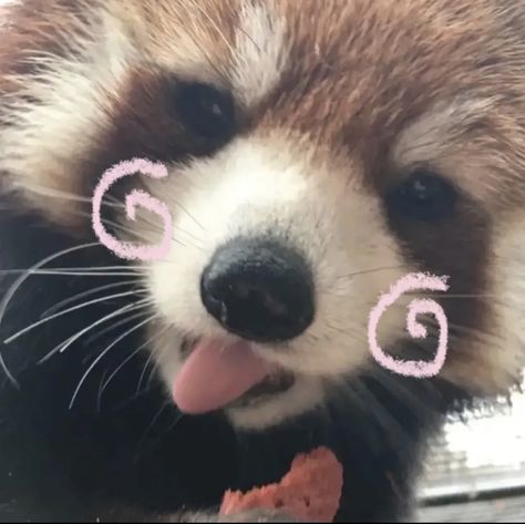 Red Panda Cute, Silly Animals, Dessin Adorable, Red Panda, Discord Server, Silly Cats, Exotic Pets, Cute Little Animals, 귀여운 동물