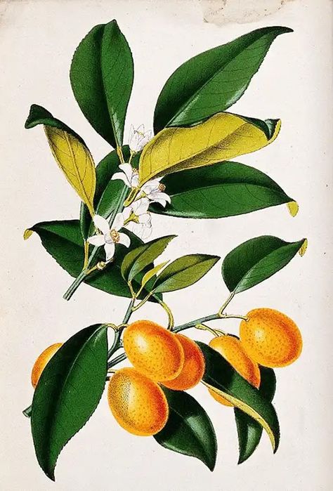 Chinese Candied Kumquats 糖漬金橘 | Chinese Recipes at TheHongKongCookery.com Vintage Art Posters, Kumquat Tree, Lemon Plant, Poster Art Design, Art Deco Prints, Vintage Advertising Art, Wall Art Decor Prints, Personal Gifts, Decor Prints