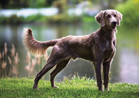 Long Haired Weimaraner, Weimaraner Puppies, Water Dog, Weimaraner, Dog Love, Dachshund, Labrador Retriever, Dog Breeds, Cute Animals