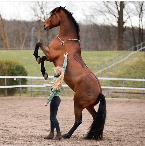 Liberty training of horses Most Beautiful Horses, Majestic Horse, Equestrian Life, Equine Photography, Cute Horses, Horse Life, Horse Training, Horse Photos, Pretty Horses