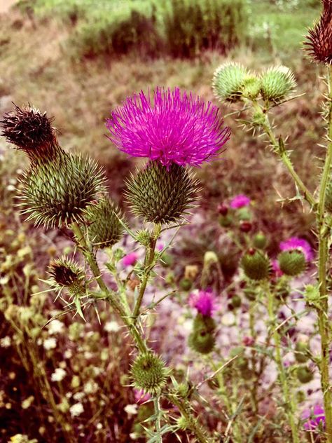 Thistle - taken by Diane Flannery-Dye. Scotland's National Flower Scotland National Flower, National Flower, Livingston, Tattoo Ideas, Dye, Plants, Flowers, Nature