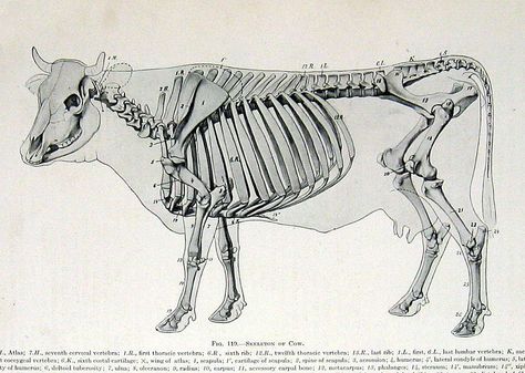 Cow Skeleton, Comparative Anatomy, Anatomy Book, Vintage Anatomy, Skeleton Anatomy, Skeleton Drawings, Animal Skeletons, Blue Cow, Vulture Culture