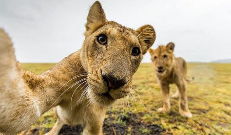 Lions love taking selfies too! Funny Lion, African Wildlife, African Safari, Funny Animal Pictures, Family Pet, 귀여운 동물, Animals Friends, Big Cats, Beautiful Creatures