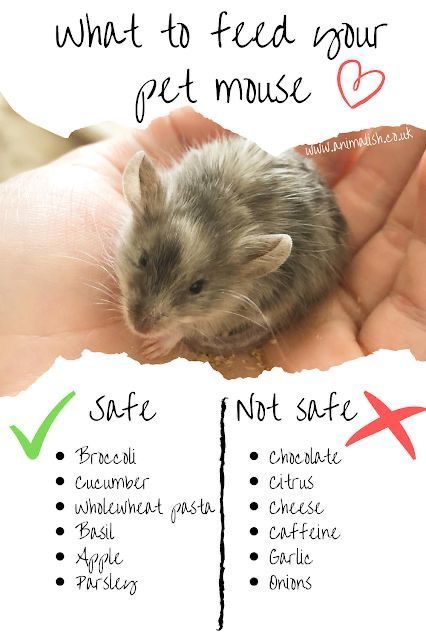 Rat Care, Pet Mouse, Fancy Mouse, Mouse Cage, Hamsters As Pets, Hamster Diy, Hamster Life, Pet Rodents, Hamster Habitat