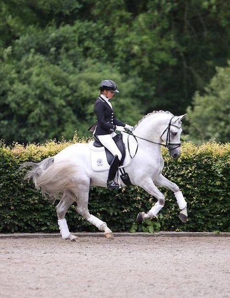 Ellelie Scholtens || grey dressage Equestrian Dressage, Horse Dressage, Grey Horse, Dressage Horses, Horse World, Clydesdale, Sport Horse, Horse Equestrian, White Horses