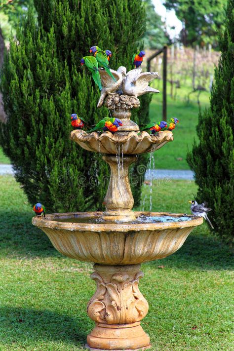 Exotic birds splash in water fountain. A flock of Rainbow Lorikeets having a bat #Sponsored , #paid, #Paid, #splash, #Exotic, #Lorikeets, #water Colourful Animals, Bird Fountain, Bird Baths, Australian Wildlife, Flock Of Birds, Home Garden Design, Garden Fountains, Exotic Birds, Bird Garden