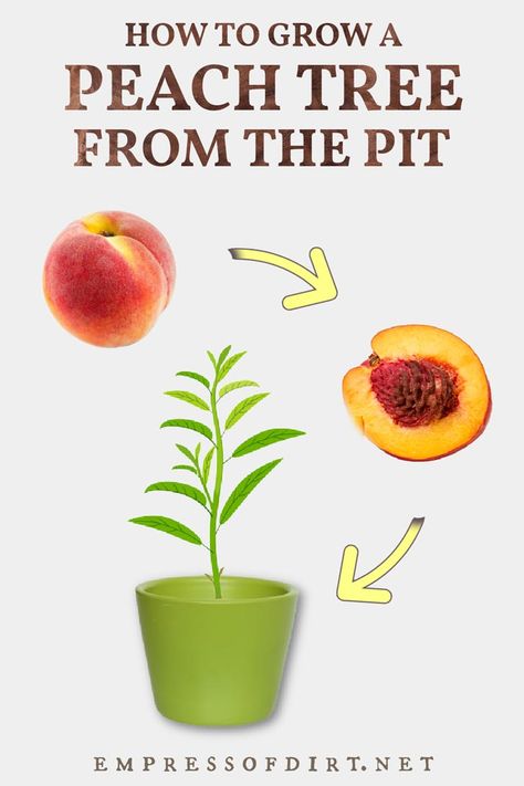 How to grow a peach tree starting with the pit (seed/stone) from a grocery store peach. The same instructions work for other cold hardy stone fruits including plums, nectarines, and cherries. Cherry Tree From Seed, Peach Nails With Designs, Growing Peach Trees, Fruit Trees Backyard, Helping Nature, Aesthetic Peach, Peach Nail Polish, Planting Fruit Trees, Store Fruit