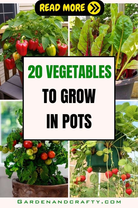 20 Best Vegetables To Grow In Pots For A Year-Round Supply Of Fresh Produce Vegetables To Grow In Pots, Best Vegetables To Grow, Vegetables Growing, Growing Vegetables In Pots, Indoor Vegetables, Bucket Gardening, Easy Vegetables To Grow, Vegetables To Grow, Best Vegetables