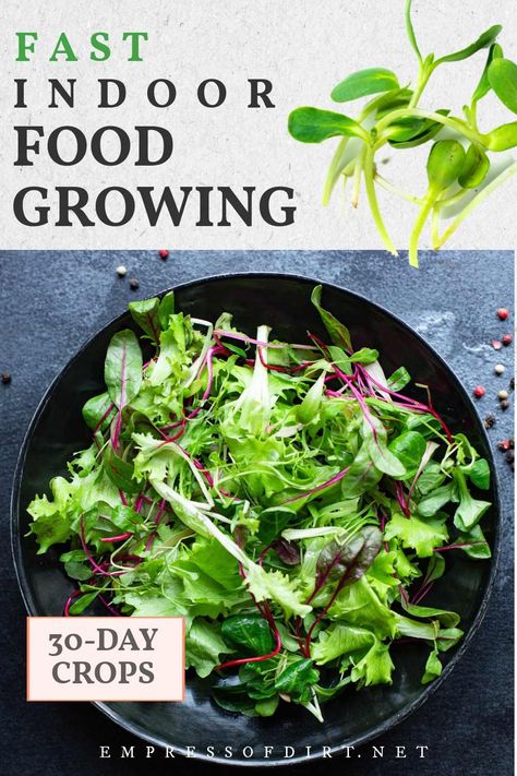 Vegetables To Grow Indoors, Grow Arugula, Easiest Vegetables To Grow, Fast Growing Vegetables, Growing Kale, Growing Vegetables Indoors, Food Growing, Pea Shoots, Indoor Vegetables