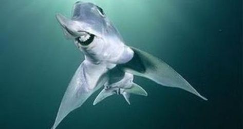 Ghost Shark, Cool Sharks, Sharks Funny, Deep Sea Creatures, Underwater Creatures, Underwater Life, Water Life, Deep Sea Fishing, Shark Week