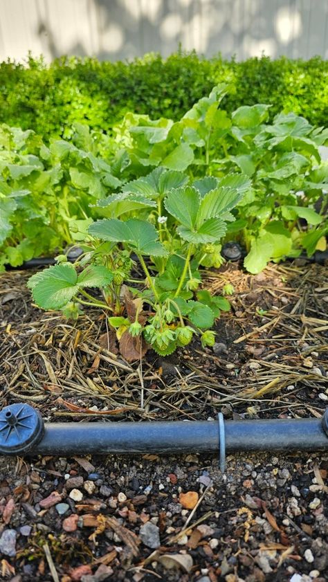 Our garden flourishes under the June sun, with drip irrigation providing the perfect amount of water for each plant. 🌺💦 💧Grow More: https://www.dripworks.com/ #SpringGardening #Garden #Gardening #Gardener #Landscaping #LandscapeDesign #Landscape #DripIrrigation #Irrigation #DripWorks #WateringSystem #SustainableGardening #OutdoorLiving #NatureLovers #GardenTips #GardenTools #netafim #rainbird #orbit #UrbanGardening #OrganicGardening #VegetableGardening #FlowerGardening #HomeGarden #GardenIns... Summer Garden Ideas, Raised Beds Garden, Gardening Raised Beds, Planning Garden, Garden Hacks Diy, Gardening Backyard, Garden Sanctuary, Drip Irrigation Kit, Self Watering Plants