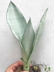 Sansevieria Plant, Plant Goals, Sansevieria Trifasciata, Snake Plants, Plant Wishlist, Crazy Plant Lady, Garden Soil, Plant Mom, Snake Plant