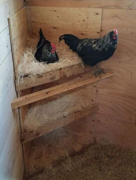 #chickencoop #backyardchickens #nestingboxes #cornernestingboxes #hens #diynestingboxes Nesting Box Ideas, Chicken Coop Ideas, Chicken Flock, Cute Chicken Coops, Chicken Coop Garden, Chicken Shed, Backyard Chicken Coop Plans, Chicken Nesting Boxes, Diy Chicken Coop Plans