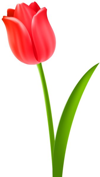 Red Tulip Transparent Clip Art Image Tulip Clipart, Flower Desktop Wallpaper, Tulip Season, Clip Art Free, Easy Flower Painting, Fancy Fold Card Tutorials, Most Popular Flowers, Free Clipart Images, Popular Flowers