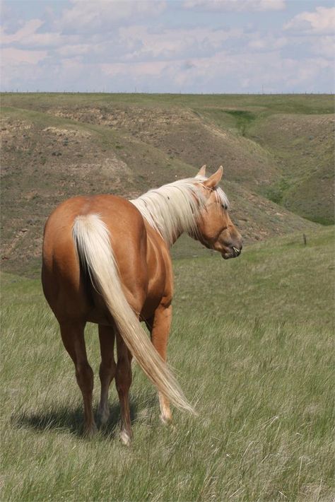 BROOD MARE: My Blonde Ex: Fleetwood Farms Quarter Horses Sale Light Brown Horse, Blonde Horse, Miniature Ponies, She Is Broken, Quarter Horses, Dream Horse, Brown Horse, Cross Section, Horses For Sale