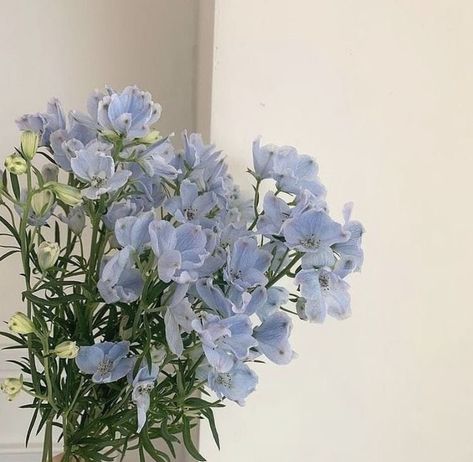 Cheengu Blue, Baby Blue Aesthetic, Light Blue Aesthetic, Blue Aesthetic, Pretty Flowers, Blue Flowers, My Aesthetic, Baby Blue, Ios