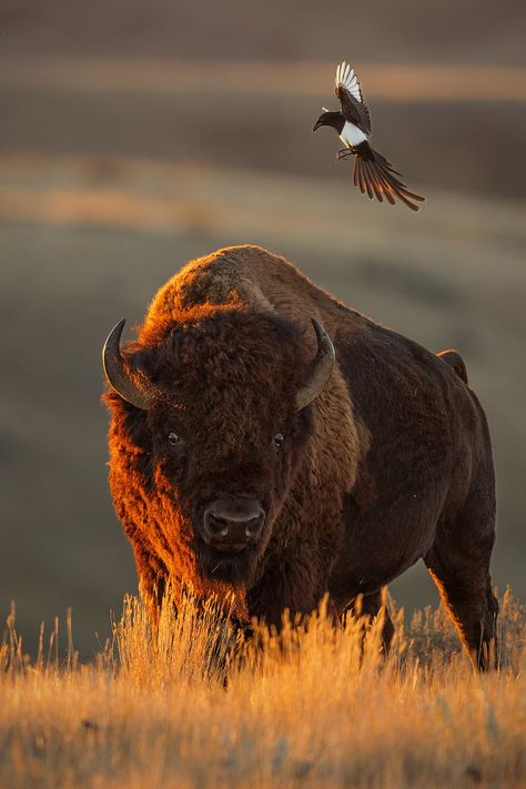 Winning wildlife images Amazing Wildlife Photography, Canadian Wildlife Photography, Colorado Animals, Wildlife Photography National Geographic, Wildlife Aesthetic, Wildlife Photography Birds, Uk Wildlife, Wildlife Photography Tips, Wildlife Images