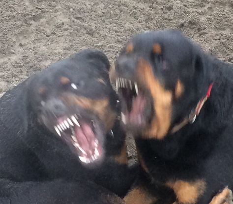 Rottweilers - they look vicious, but they're just playing - no biting, just showing off their teeth. Dog Showing Teeth, Rottweiler Aesthetic, Vicious Dog, Dog Teeth, Tat Ideas, The Shepherd, Love At First Sight, Couple Aesthetic, Book Characters