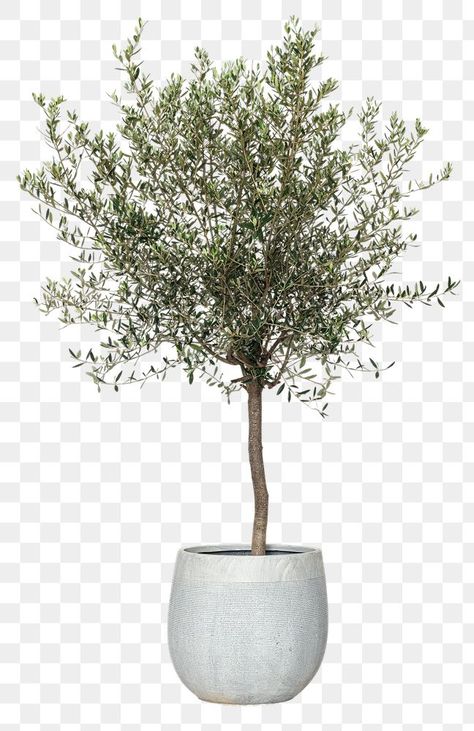 Olive Tree Interior, Olive Tree Care, Indoor Olive Tree, Big Indoor Plants, Growing Olive Trees, Plant In A Pot, Potted Olive Tree, Japanese Plants, Olive Plant