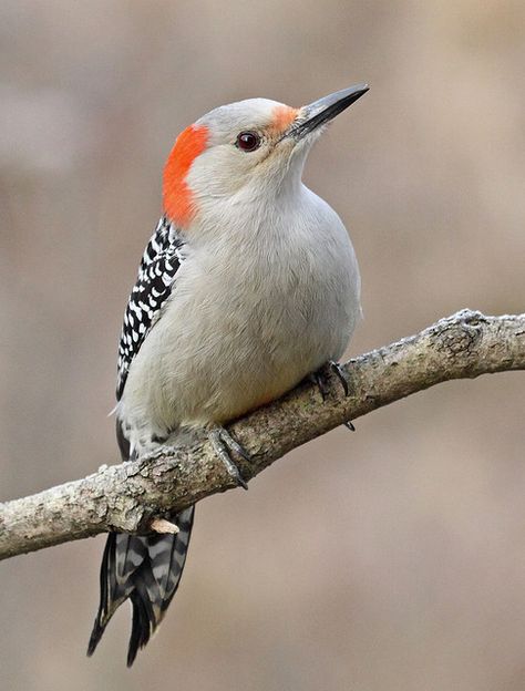 Red-bellied Woopecker - female seen often at my bird feeders! Loves to eat suet. Woodpeckers, Kinds Of Birds, Bird Watcher, Birds And Butterflies, Nature Birds, All Birds, Backyard Birds, Bird Pictures, Exotic Birds