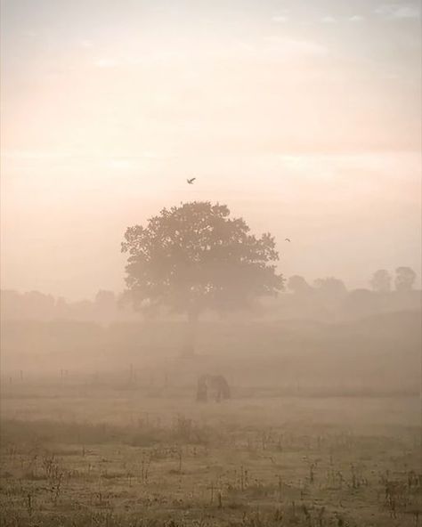 Rachel O’Brien on Instagram: "‘Fog is my muse: when I am in it, I see things differently. The known becomes unknown, the familiar unfamiliar. Fog disorientates, blurring the edges of everything - changing landscape, altering colour and softening light… A foggy morning is rich with mystery and magic, but also with possibility - the everyday feels otherworldly.’ . ~ Laura Pashby . Favourite foggy photographs (half of which were taken early this morning) to celebrate the return of the season of mists and also the new book I received in the post yesterday ~ Chasing Fog (Finding Enchantment in a Cloud) by Laura Pashby. Reading this will be the perfect way to begin my autumn. . (Thank you Laura @circleofpines for this gifted copy) . #chasingfog #chasingfogbook #fog #mist #englishcountryside #aut Morning Fog Aesthetic, Foggy Countryside, Foggy Aesthetic, Fog Aesthetic, Foggy Landscape, See Things Differently, Cal Poly, Morning Fog, My Muse