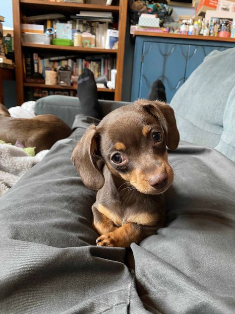 Discovering the Chiweenie: All About This Adorable Hybrid! Chiweenie Puppies, Chiweenie Dogs, Lap Dogs, Homemade Dog Food, Homemade Dog, Little Dogs, Do You Need, Yorkie, Pet Care