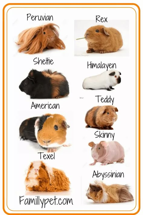 Funny Guinea Pigs, Notebooks To Buy, Guinea Pig Breeds, Female Guinea Pigs, Guinea Pig Information, Guine Pig, Guinea Pig Breeding, Guinea Pig Clothes, Jessica King