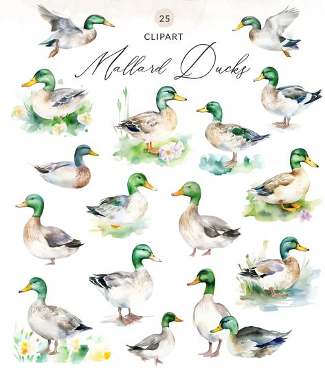 Craft Farm Animals, Rain Cloud Tattoos, Watercolor Ducks, Duck Watercolor, Cloud Tattoos, Watercolor Duck, Duck Clipart, Duck Png, Duck Collection